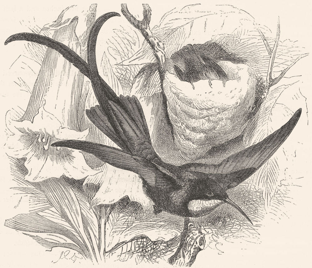 BIRDS. Searcher. Hummingbird. Crimson Topaz c1870 old antique print picture